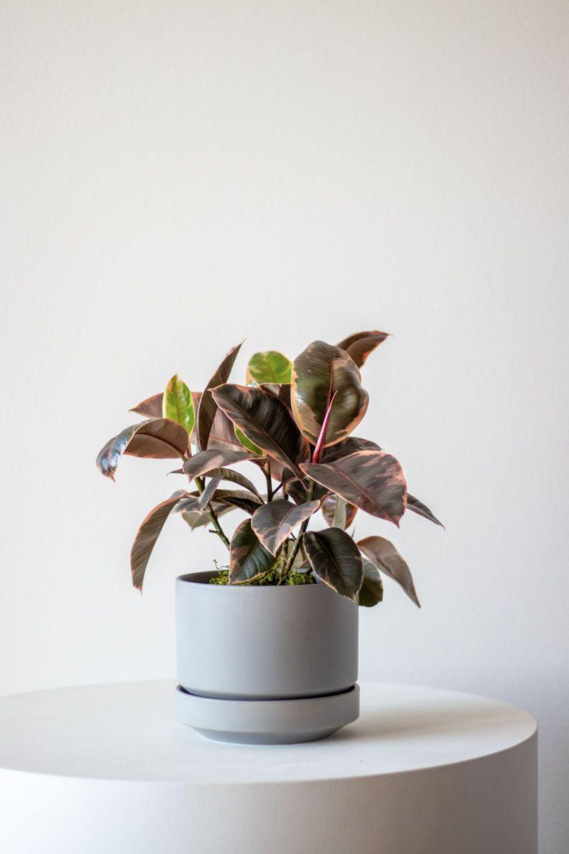Ruby Ficus