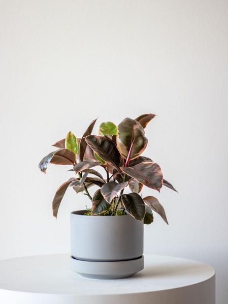 Ruby Ficus
