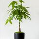 Braided Money Tree