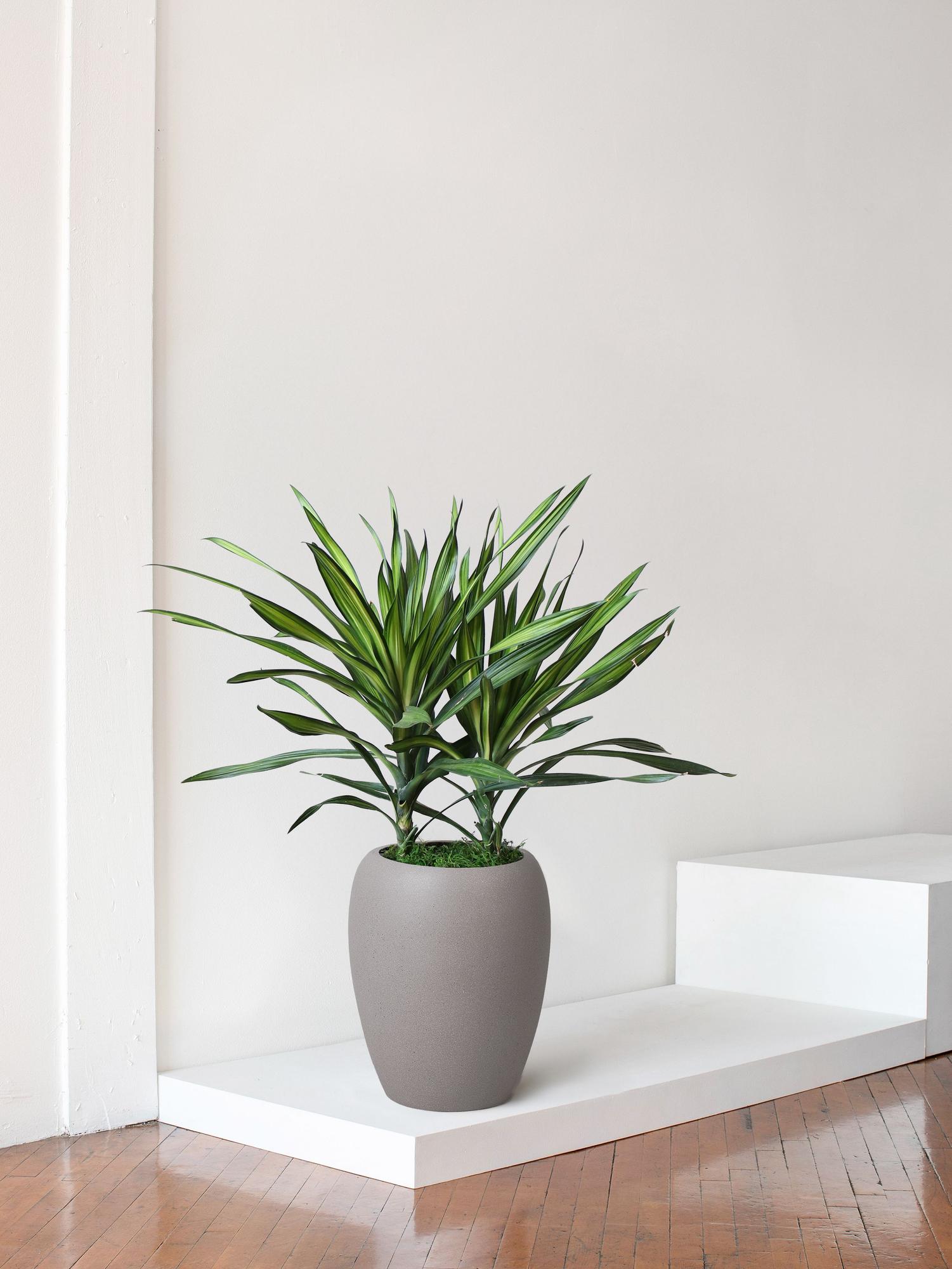 Dracaena Riki