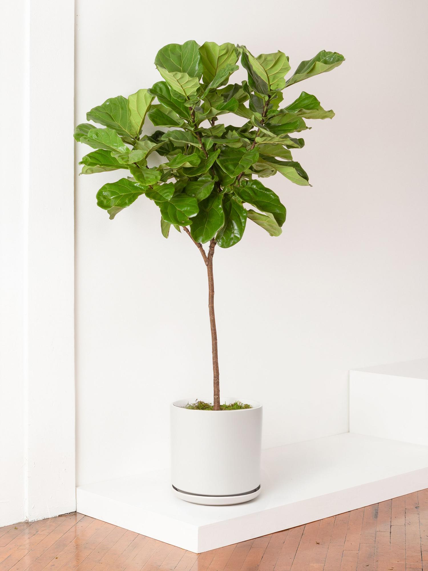 Fiddle Leaf Fig Tree Extra Large (5 ½ - 6 ft tall) + Foundation