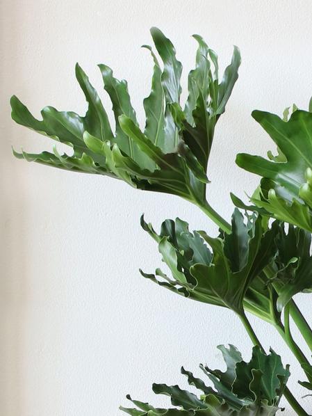 Hope Philodendron