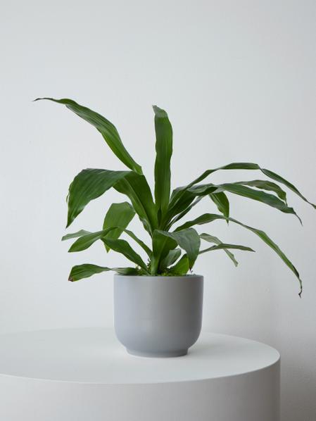Dracaena Lisa