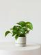 Jade Pothos
