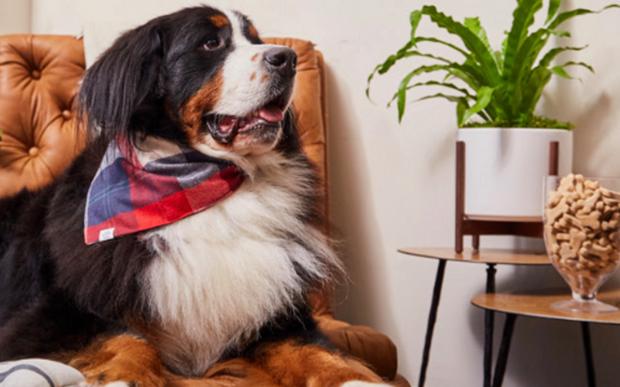 Nicht-toxische Pflanzen für Ihren Mitbewohner