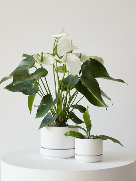 Medium Anthurium - Queen of Spades With Scandinavian Pot, potted plant