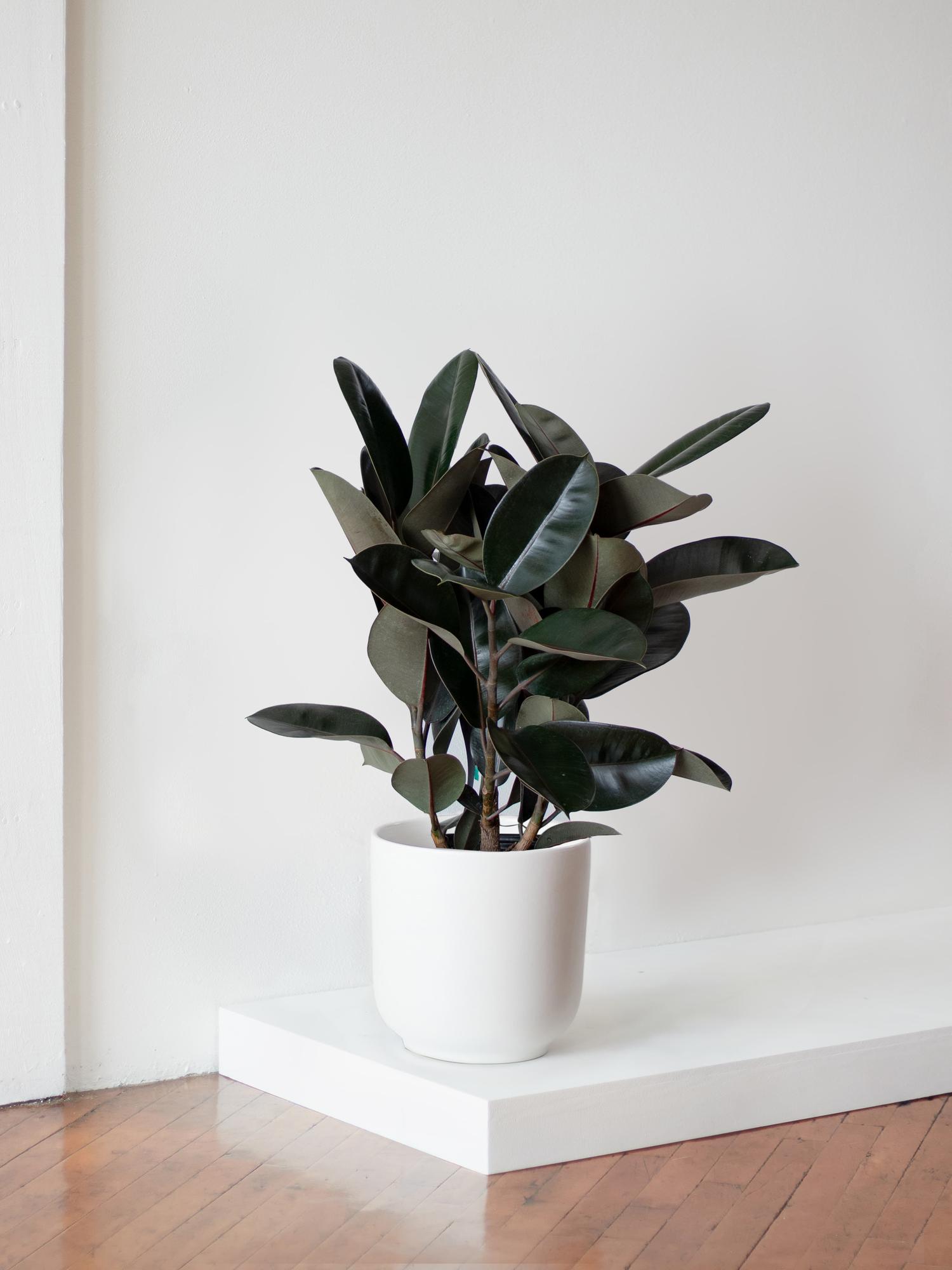 Rubber Tree - White Ceramic