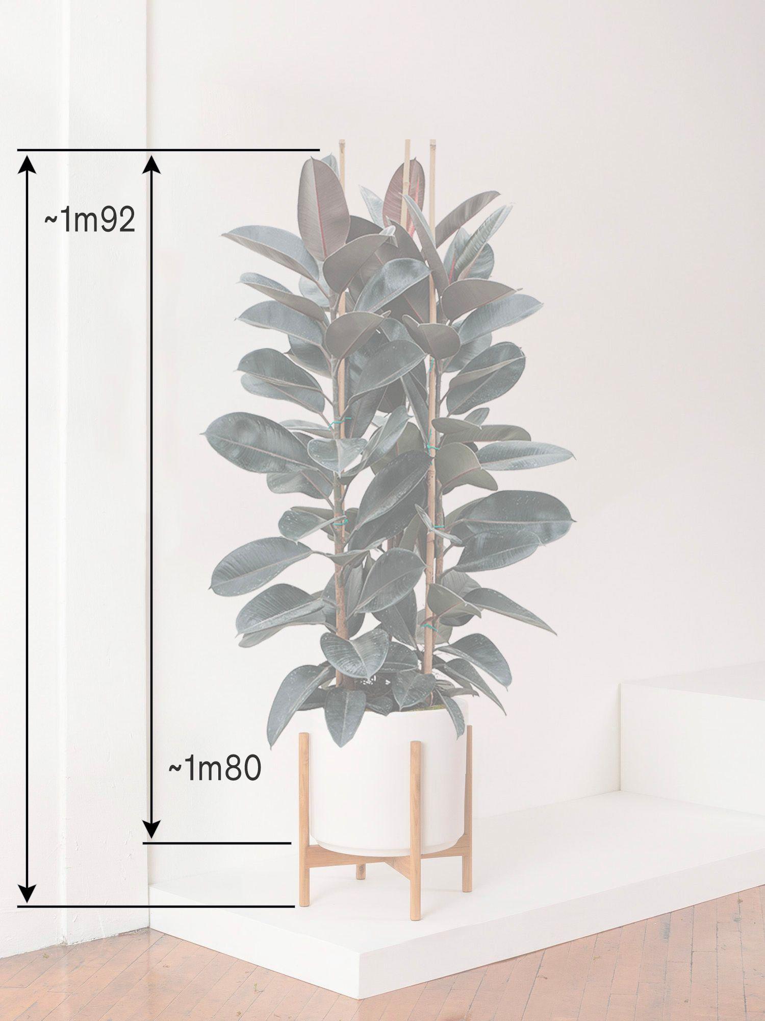 Ficus Elastica Abidjan