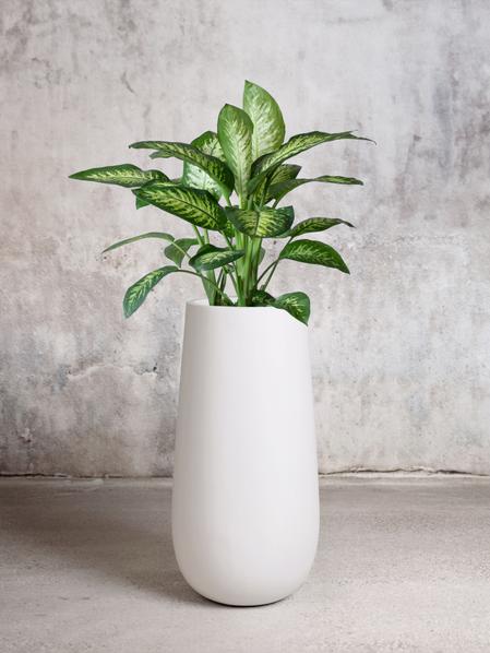 Dieffenbachia