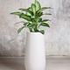 Dieffenbachia