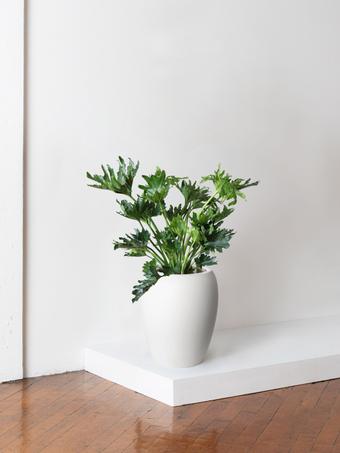 indoor plants picture
