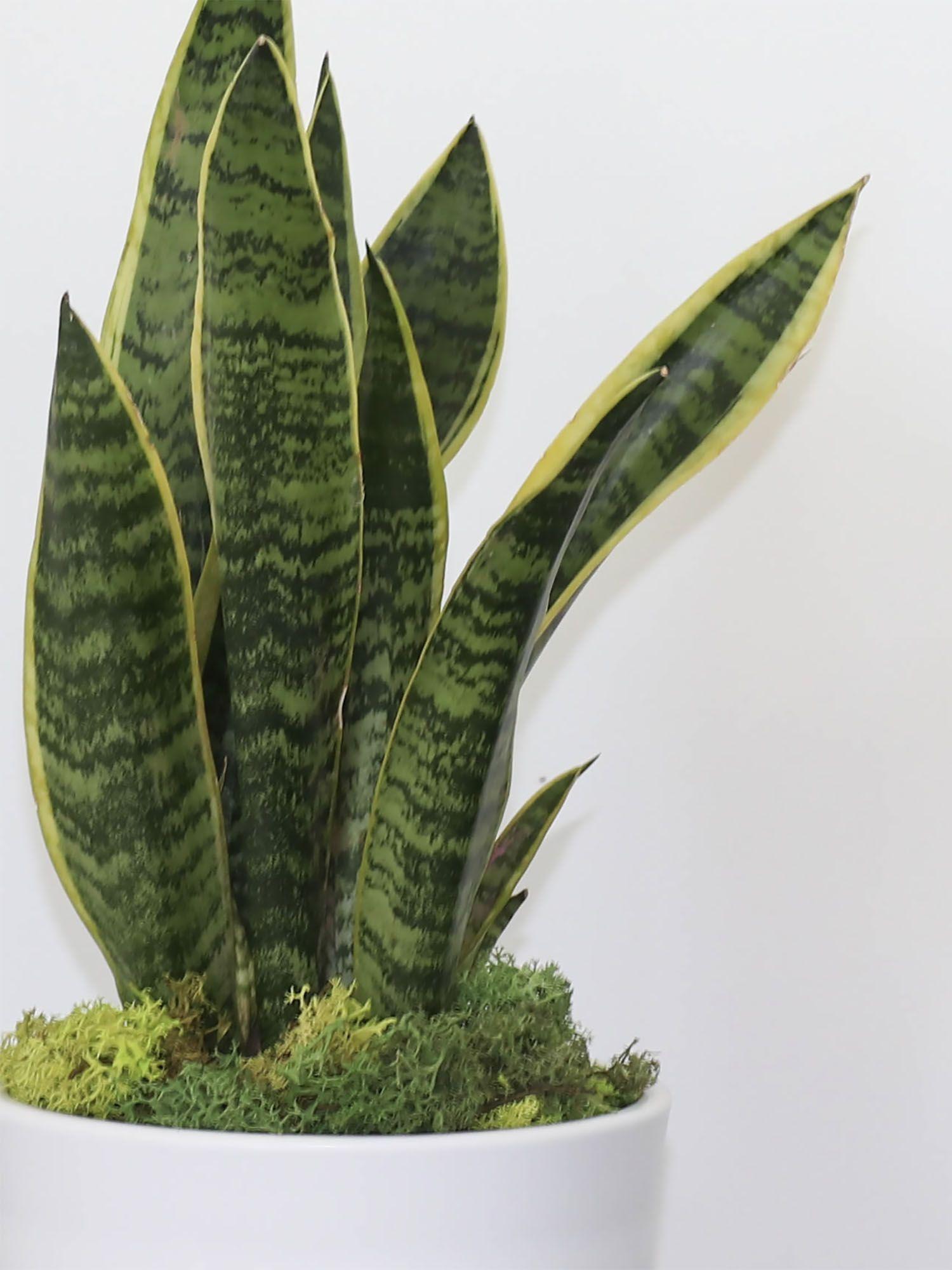 Duo Pothos Cascade X Snake - Mid-Century