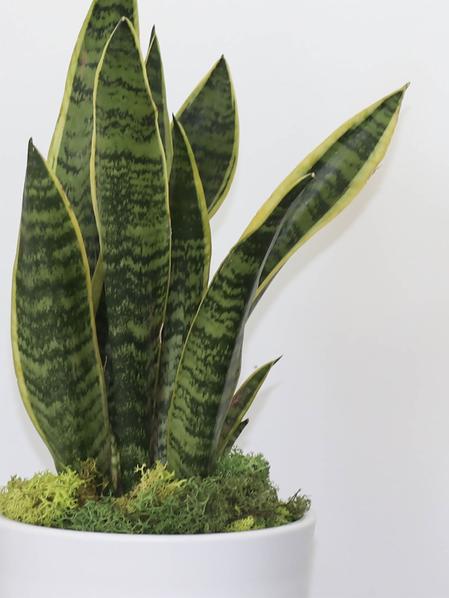 Duo Pothos Cascade X Snake - Mid-Century