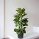 Fiddle Leaf Fig Bush