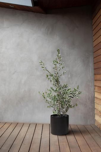 indoor plants picture