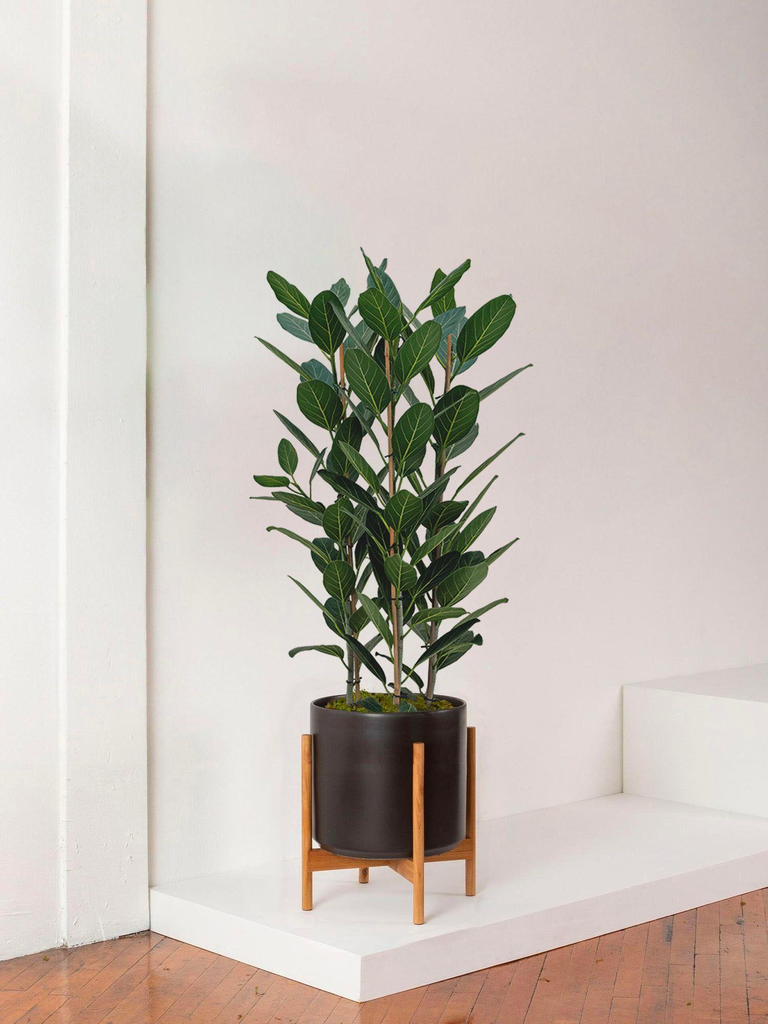 Ficus Audrey
