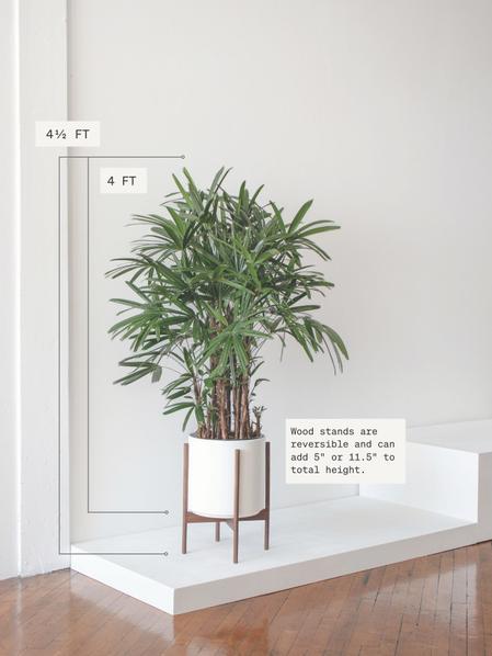 Lady Palm