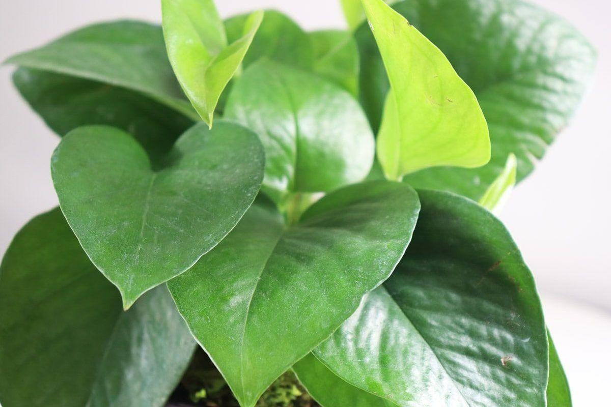 aspca philodendron xanadu Philodendron Xanadu Winterbourn main image 1