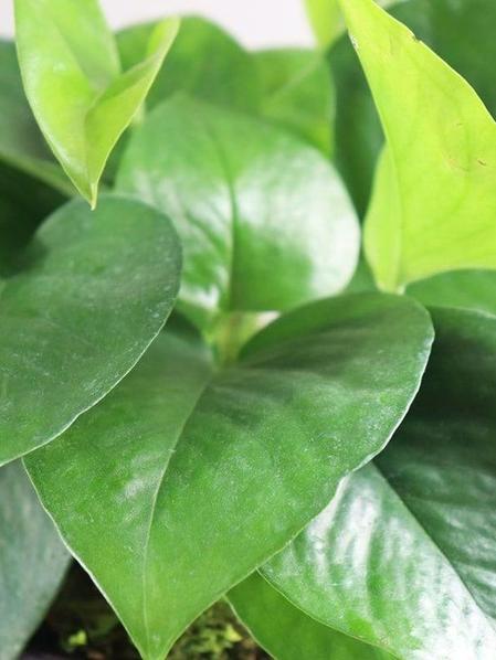 Jade Pothos