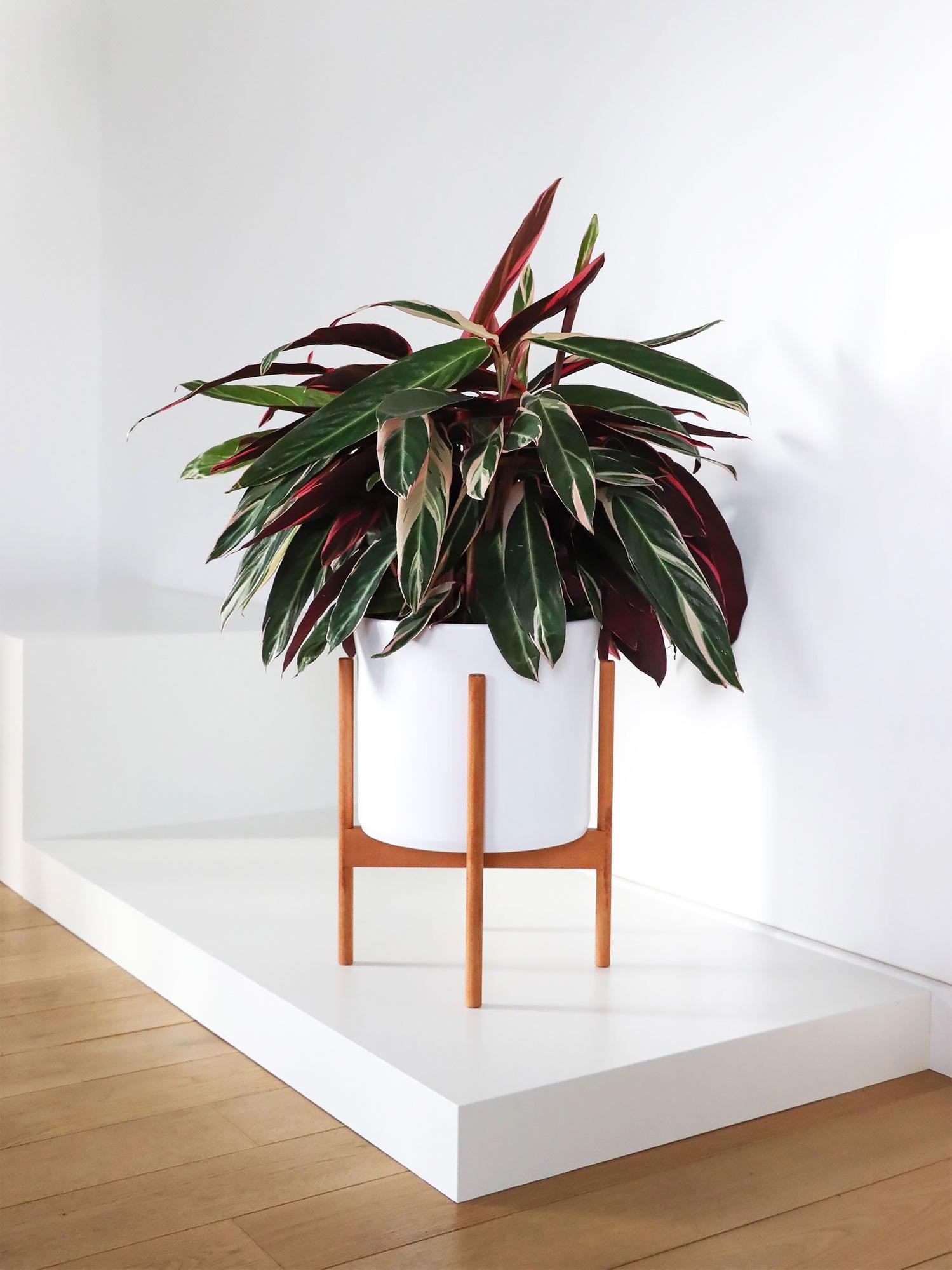 Calathea Magenta Triostar