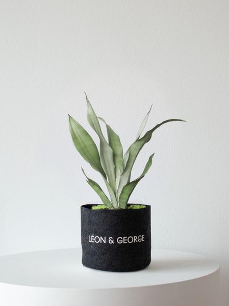 Moonshine Snake Plant