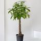 Braided Money Tree
