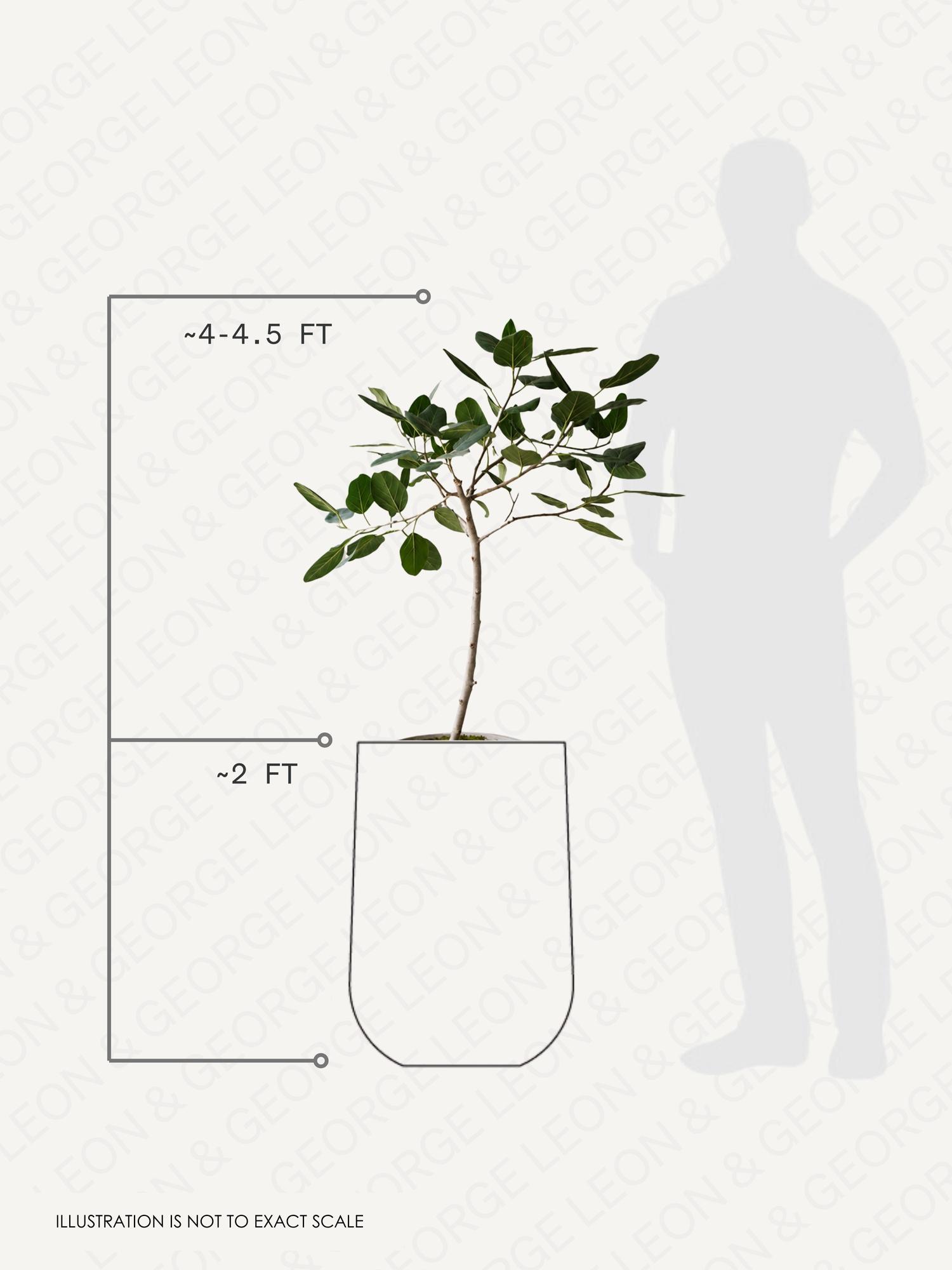 Ficus Audrey Tree