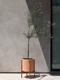 Olive Tree