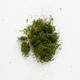 Preserved Forest Moss