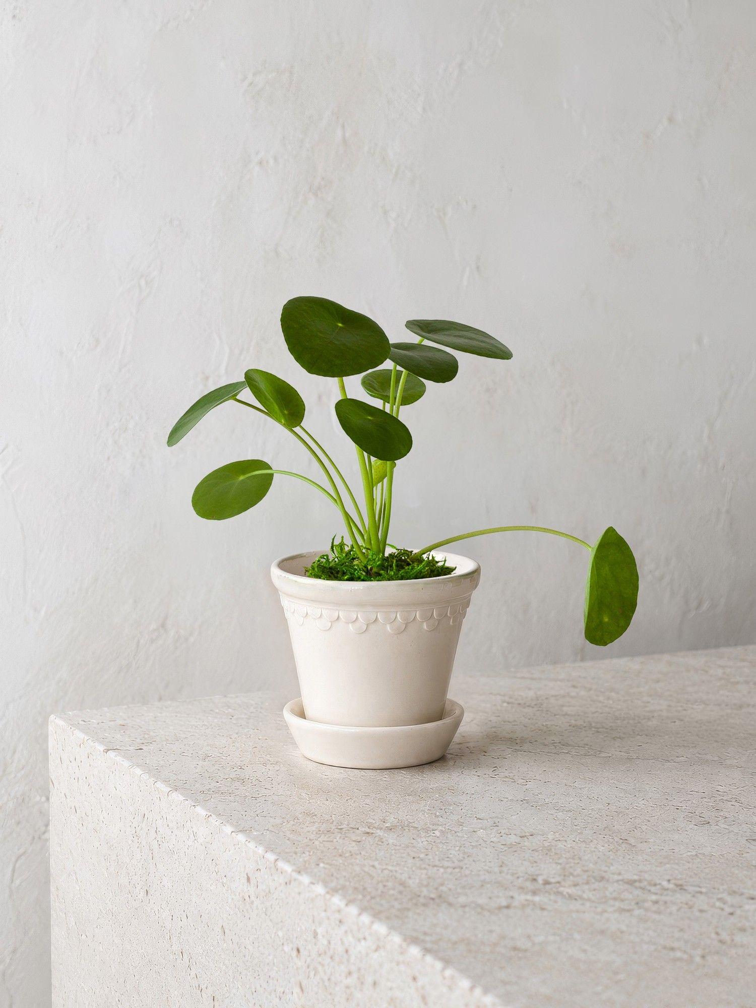 Pilea Peperomioides
