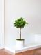 Fiddle Leaf Fig Tree 