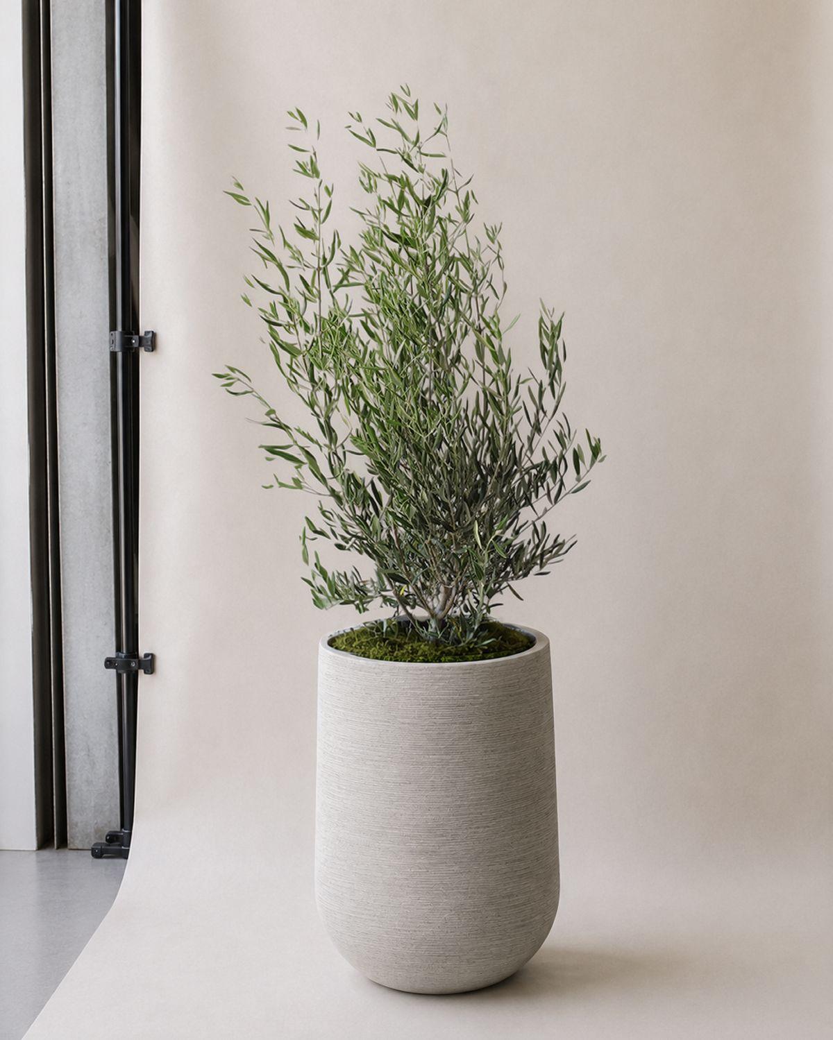 Olive Bush