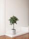 Ficus Benjamina