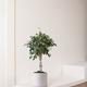 Ficus Benjamina