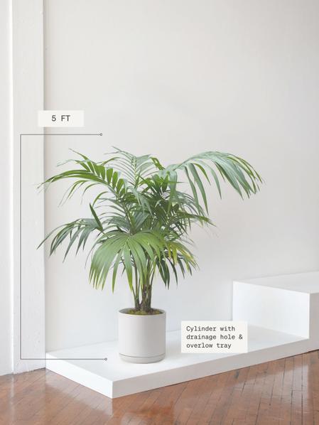 Kentia Palm