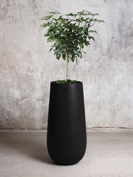 Schefflera Tree