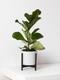 Fiddle Leaf Fig Plant