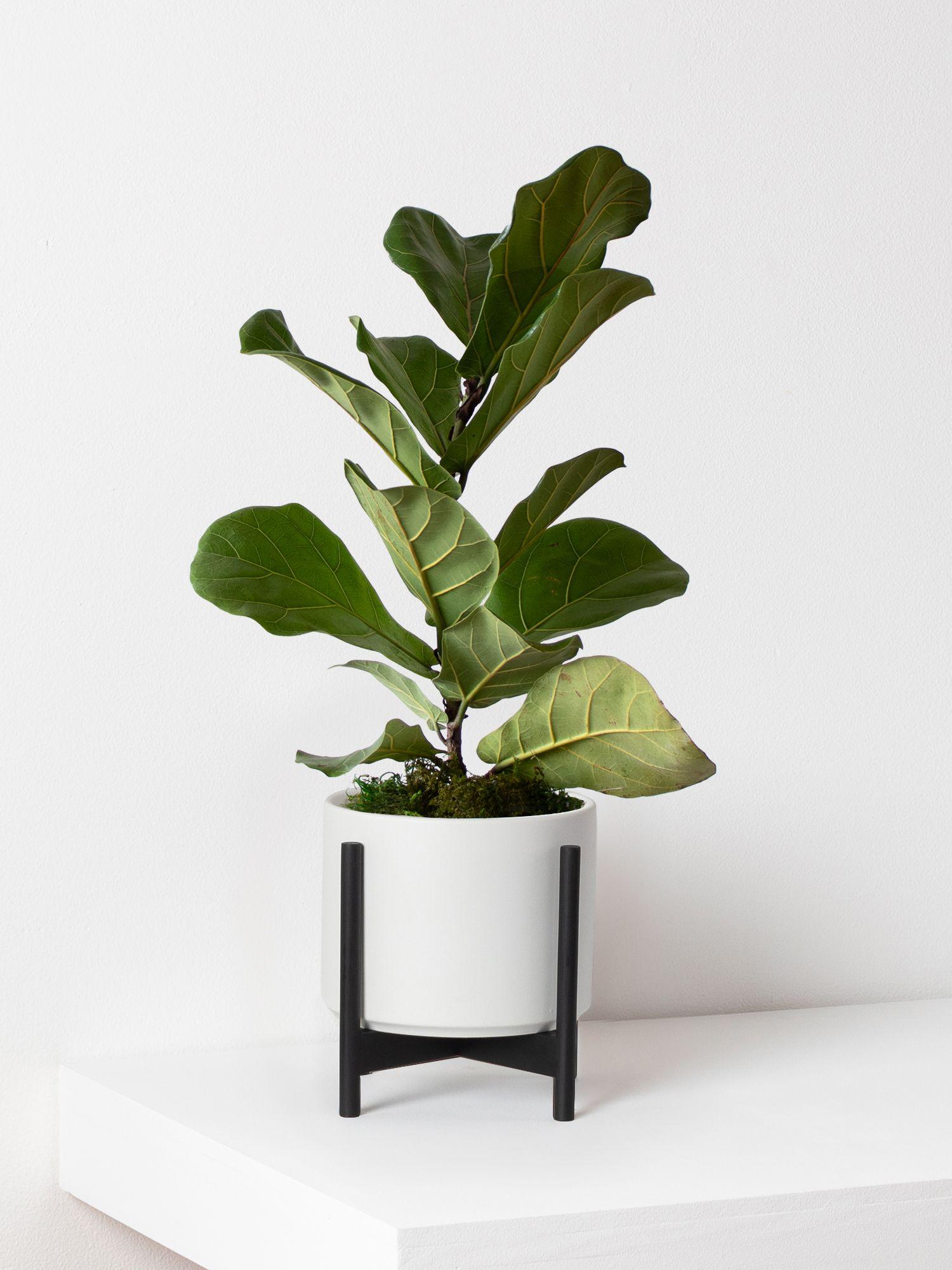 monstera background Monstera Wallpaper: Pink & Green Leaf Designs