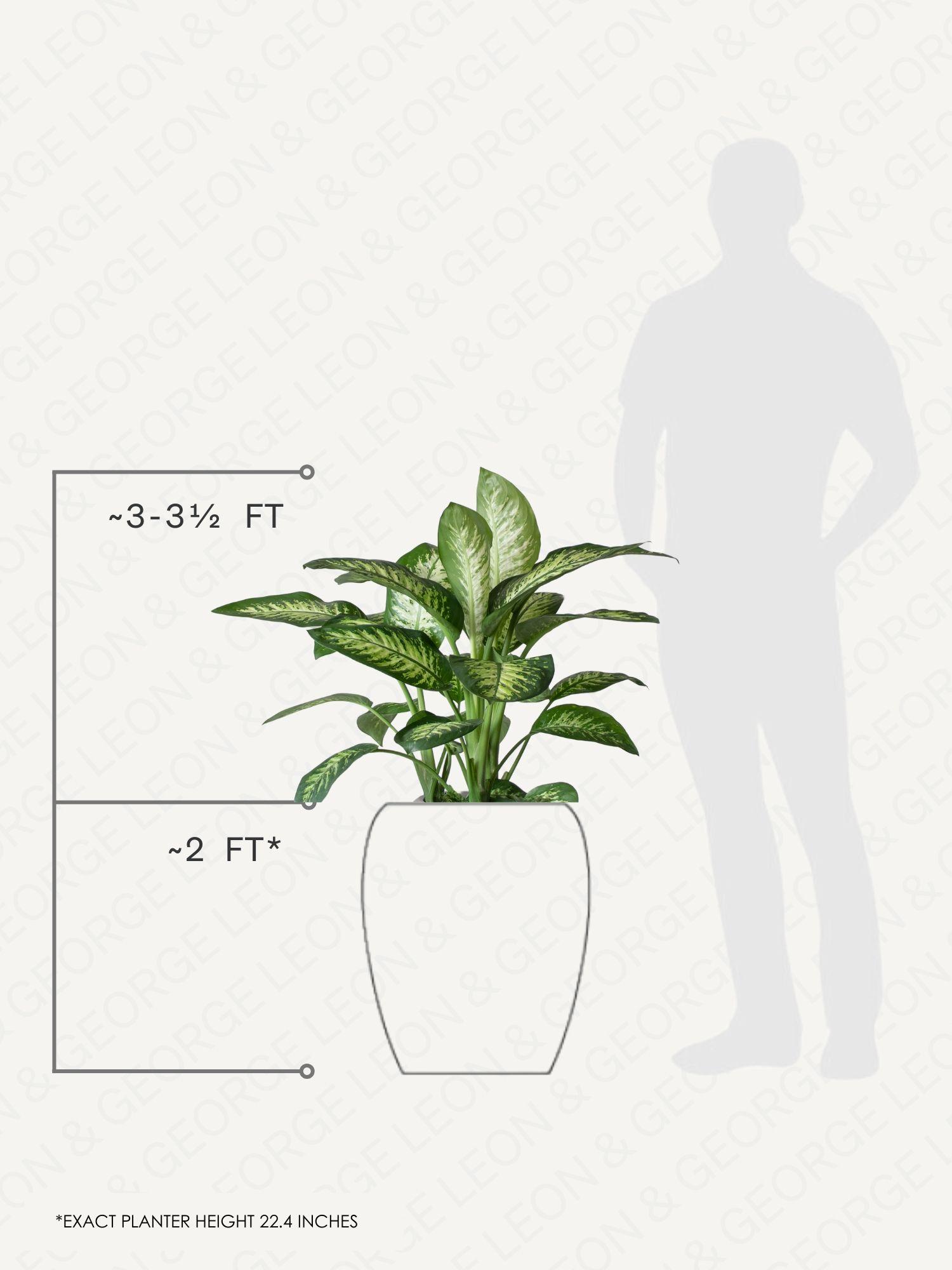 Dieffenbachia