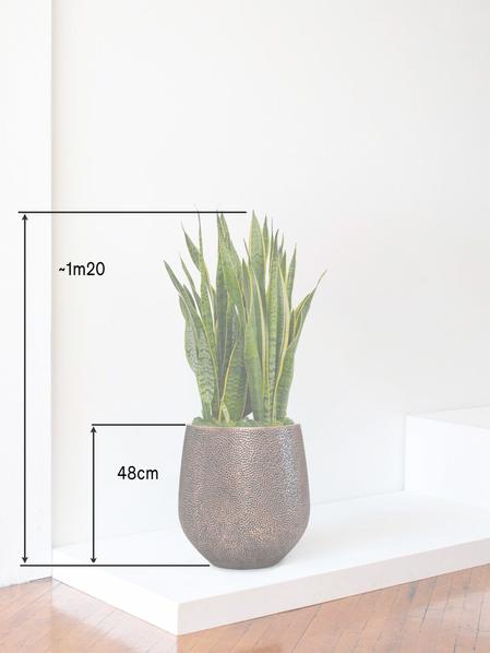 Sansevieria Laurentii