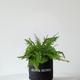 Boston Fern