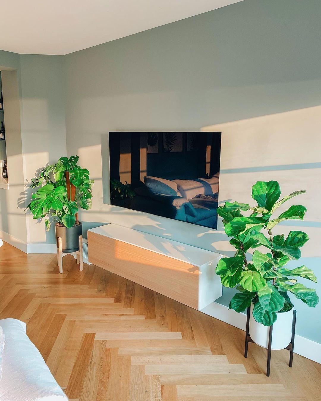 Fiddle Leaf Fig Bush