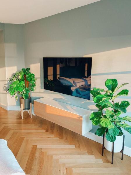Fiddle Leaf Fig Bush