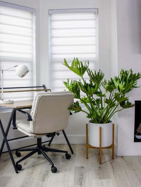 Hope Philodendron