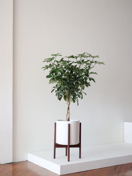 Braided Schefflera Tree