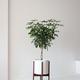 Braided Schefflera Tree