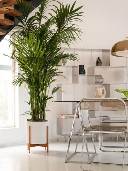 Kentia Palm