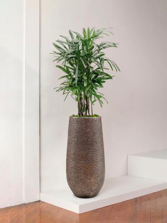 indoor plants picture