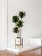 Dracaena Compacta