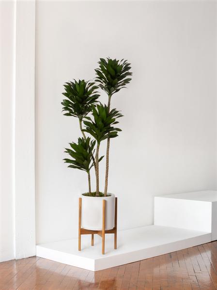 Dracaena Compacta